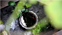渔父观点｜五脏不安，哪来志气？