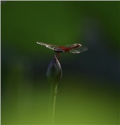 渔父节气｜立夏：光起林端，火将启程，人各有路，慎行不乱
