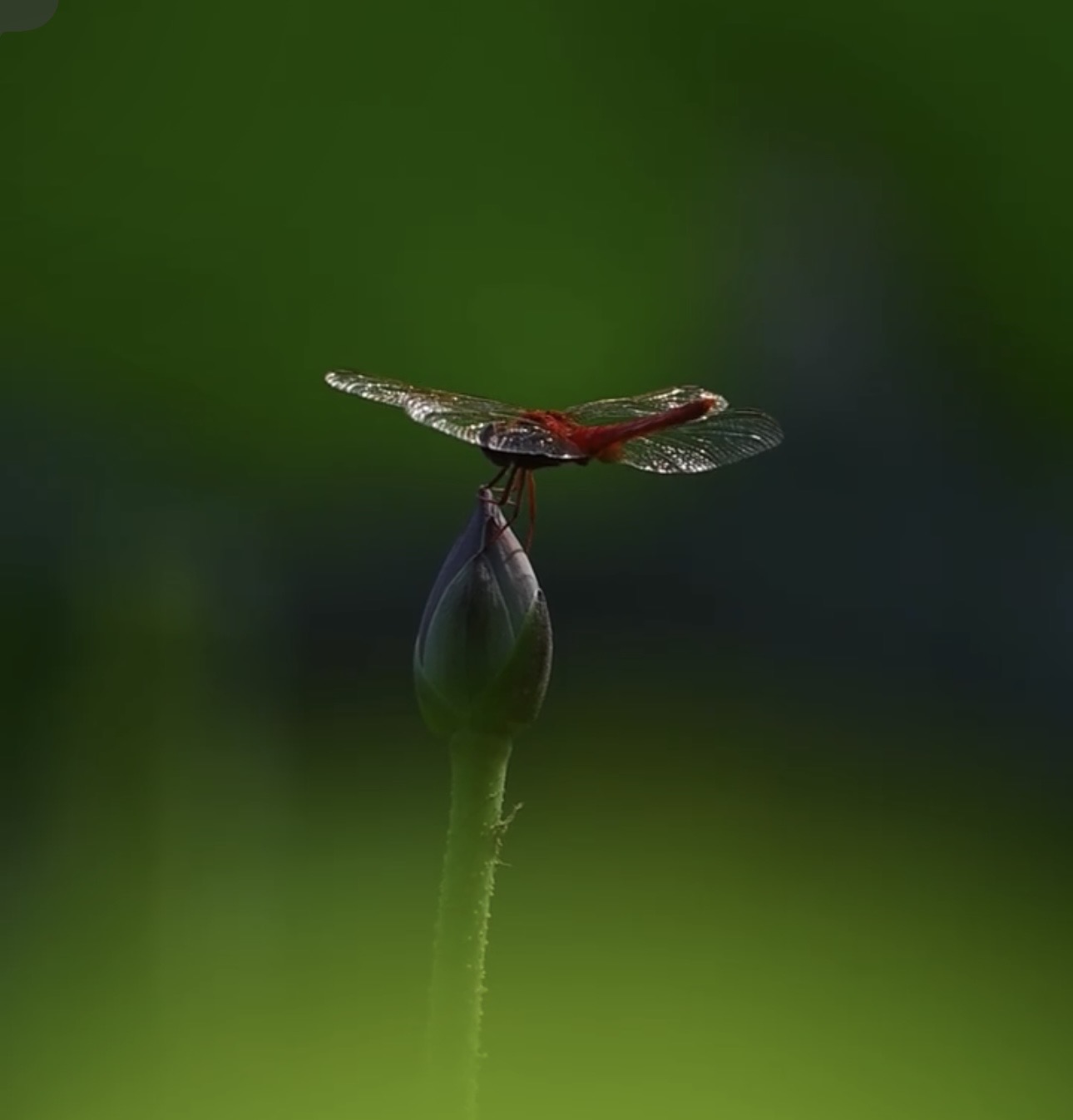 渔父节气｜立夏：光起林端，火将启程，人各有路，慎行不乱