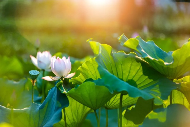 渔父节气灸|小暑一灸，暑湿不侵